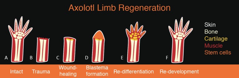 Illustration showing the multi-stage process of axolotl limb regeneration, including regrowth of skin, bone, cartilage, and muscle.