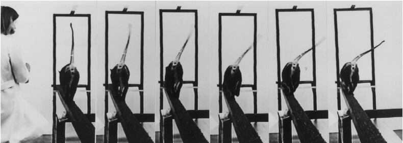  Balance adjustment during locomotion by a cat on a moving beam. This series of photographs captured from videotape depicts rightward
movement of the tail in response to rapid leftward movement of the narrow beam. The cat pictured was moving away from the camera, and did
not fall from the runway. Note the shift in hip position, indicating a shift in the cat’s center of gravity.